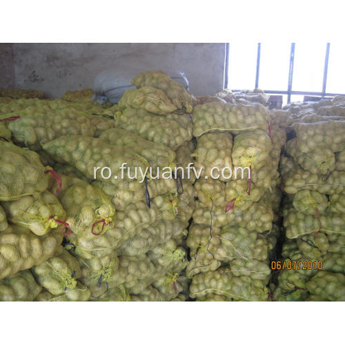 cartof proaspat tengzhou pentru export